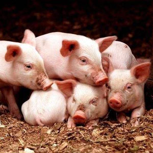 日照生猪价格爆涨为什么养殖户压力反而增大